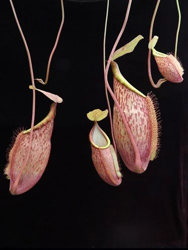 BE-3790g representative pitchers.JPG