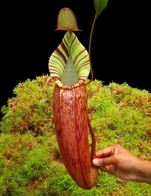 BE-3664c one of the many different clones.JPG