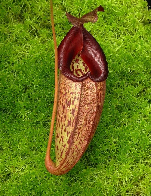 BE-3497c one of the many different clones.JPG