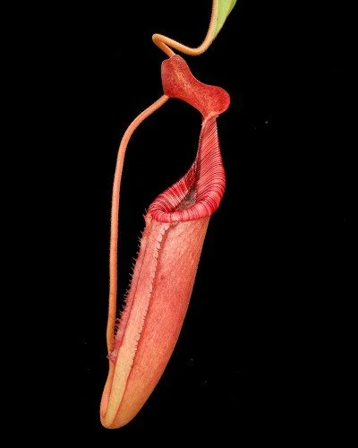 BE-3980d representative intermediate pitcher.JPG