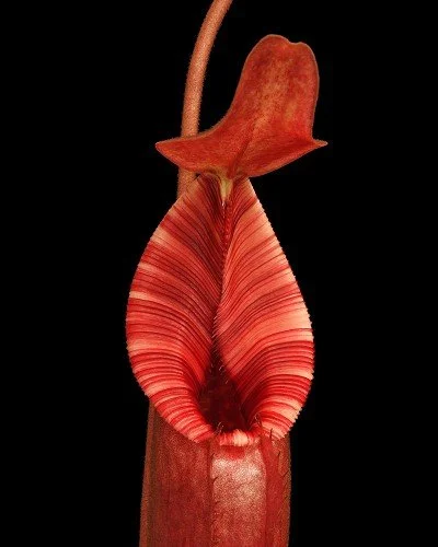 BE-3980g representative intermediate pitcher.JPG