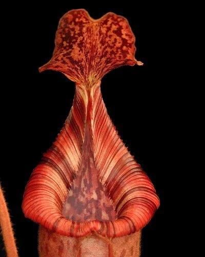 BE-3980h juvenile representative lower pitcher.JPG