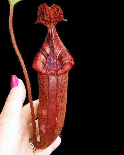 BE-3980a juvenile representative lower pitcher.JPG