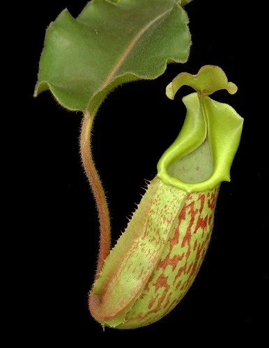 BE-4061a juvenile pitcher of one clone.JPG