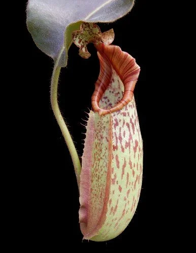 BE-4061d juvenile pitcher of one clone.JPG