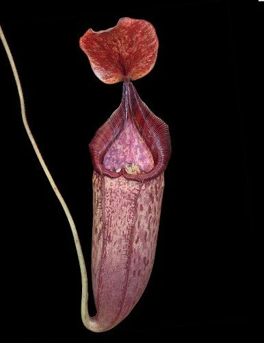 BE-3400e representative pitcher.JPG