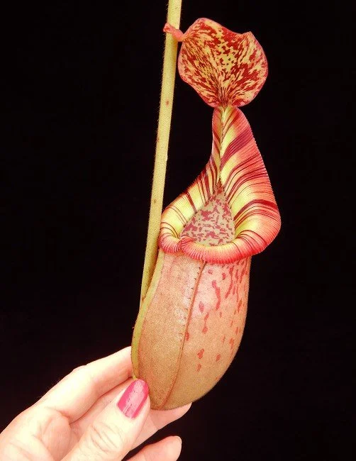 BE-3992d one of the many different clones.JPG