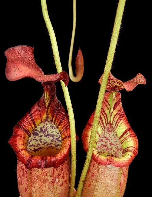 BE-3992f one of the many different clones.JPG