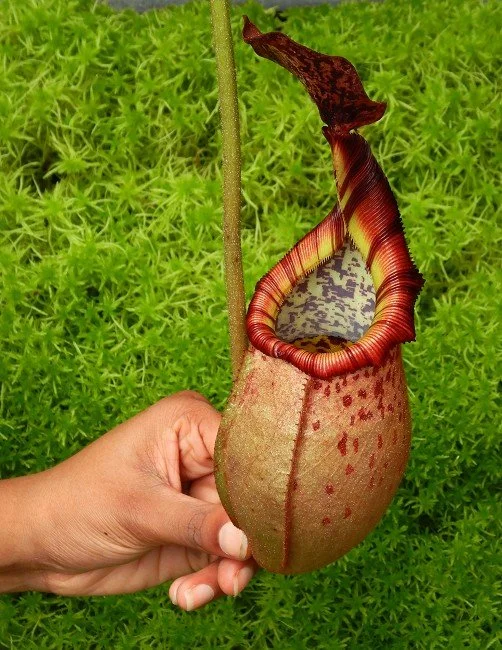 BE-3992a one of the many different clones.JPG