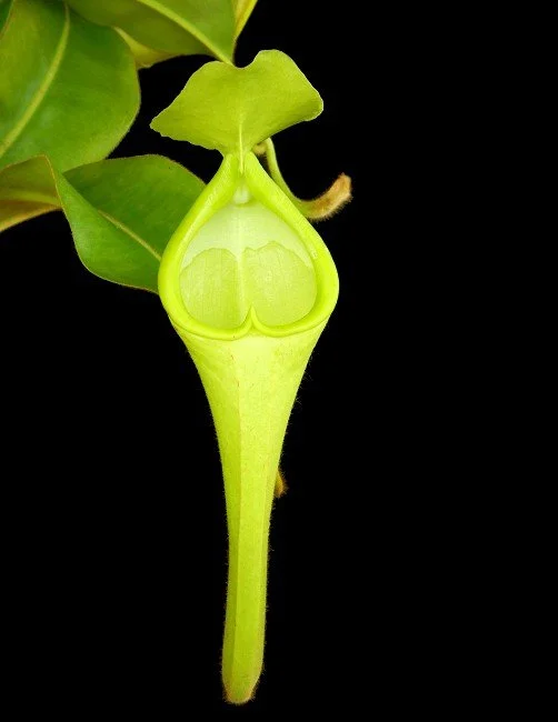 BE-3673c representative clone.JPG