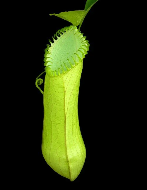 BE-3380c upper pitcher of actual clone.JPG