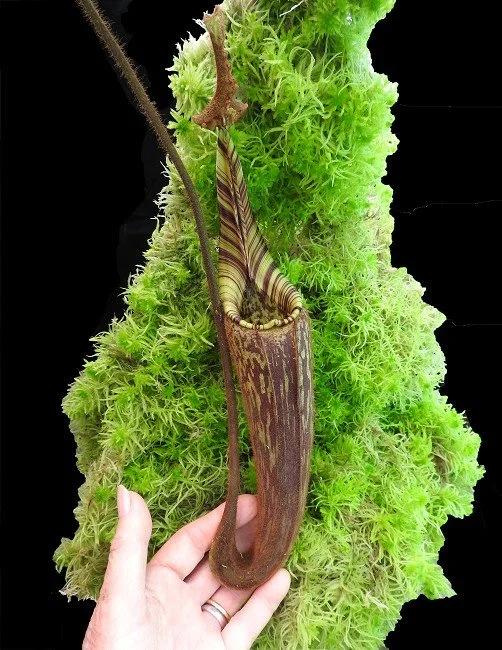 BE-3921b one of the parent plants.jpg