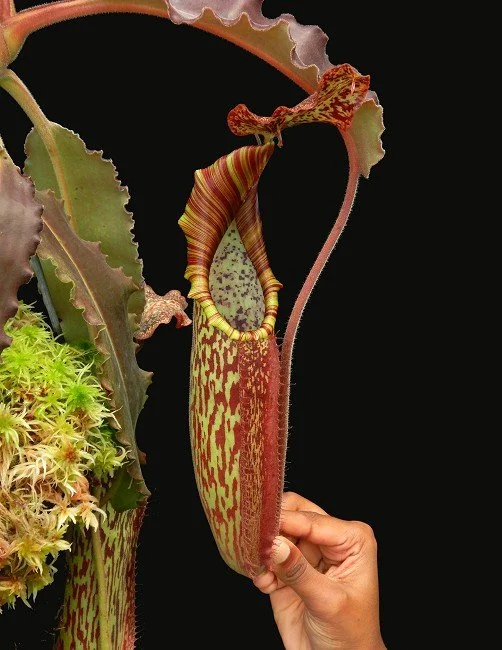 BE-3786b juvenile pitcher of actual clone.JPG