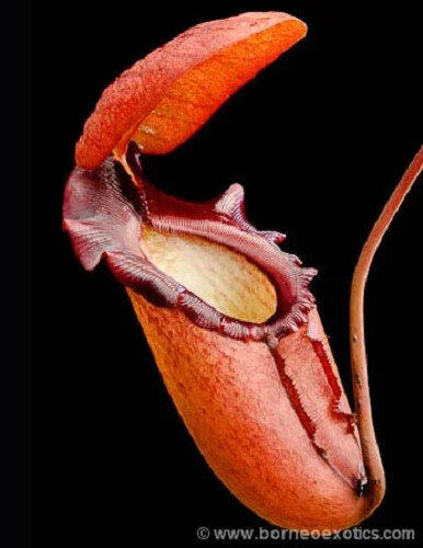 BE-3152d lower pitcher of one of the clones.jpg