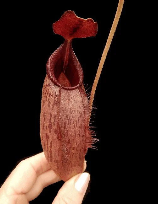 BE-4550c juvenile pitcher of one clone.JPG