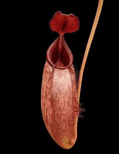 BE-4550b juvenile pitcher of one clone.JPG