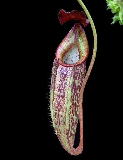BE-4552a juvenile pitcher of one clone.JPG
