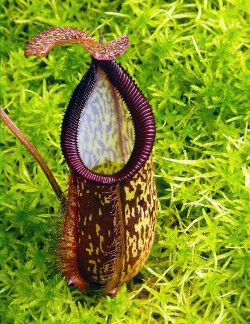 BE-4520b one of the clones.JPG