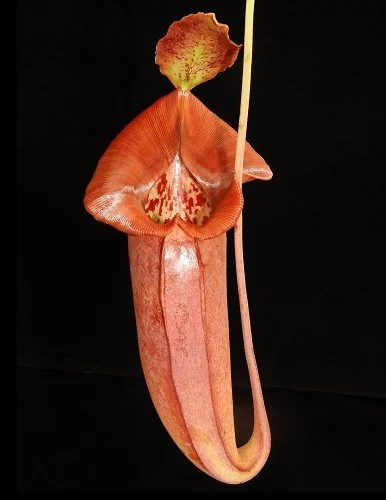 BE-4028e intermediate pitcher.JPG