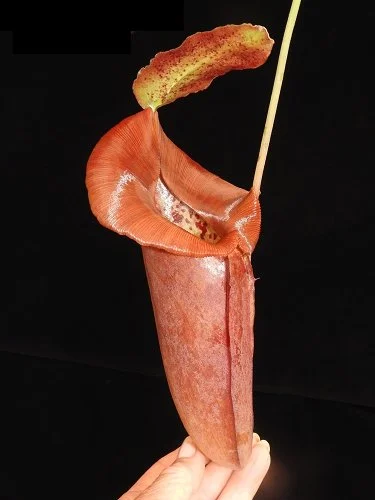 BE-4028b intermediate pitcher.JPG