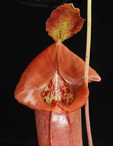 BE-4028f intermediate pitcher.JPG