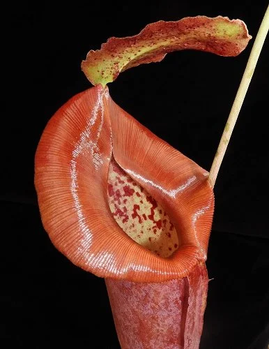 BE-4028d intermediate pitcher.JPG