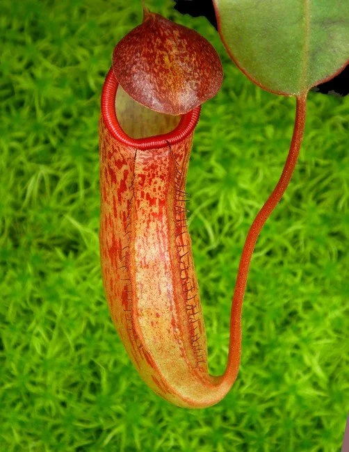 BE-4566a juvenile pitcher of one clone.JPG