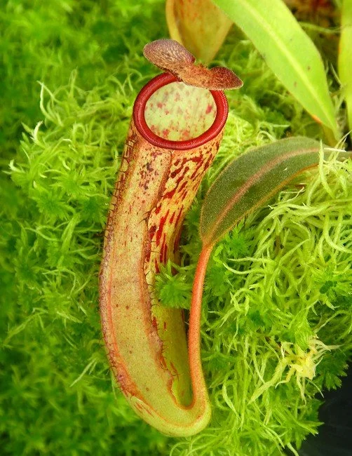 BE-4557a very juvenile pitcher of one clone.JPG