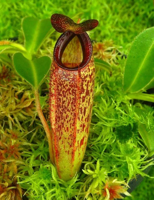 BE-4565a juvenile pitcher of one clone.JPG