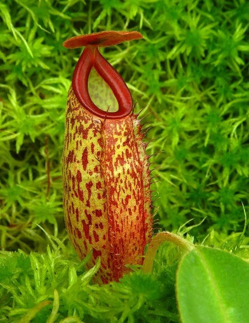 BE-4565c juvenile pitcher of one clone.JPG