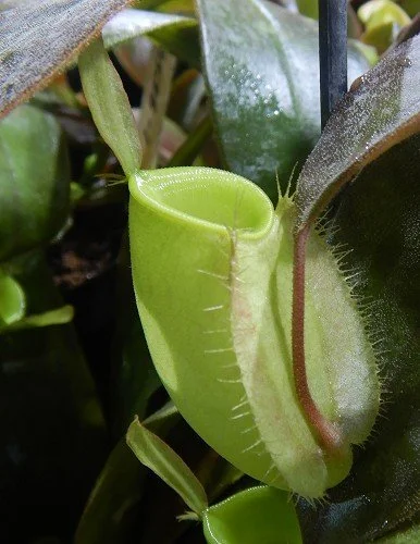 BE-3450c newly opened pitcher.JPG