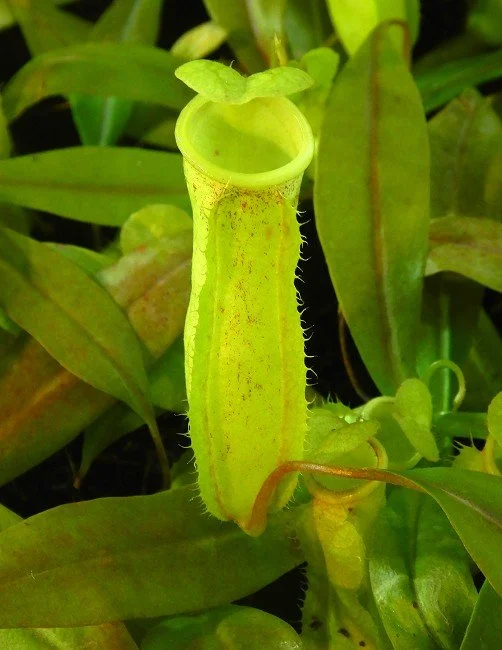 BE-4539a juvenile pitcher.JPG