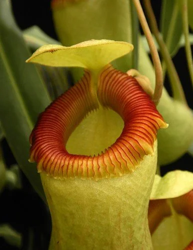 BE-3770e representative upper pitcher.JPG