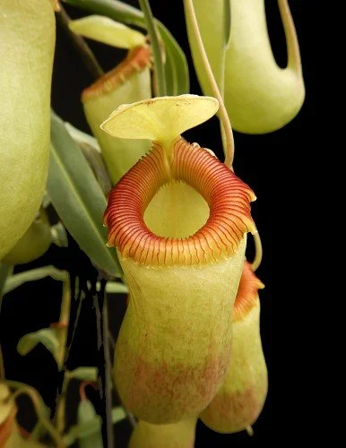 BE-3770d representative upper pitcher.JPG