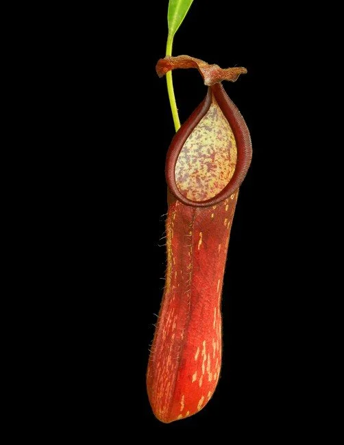 BE-3046d representative intermediate pitcher.JPG