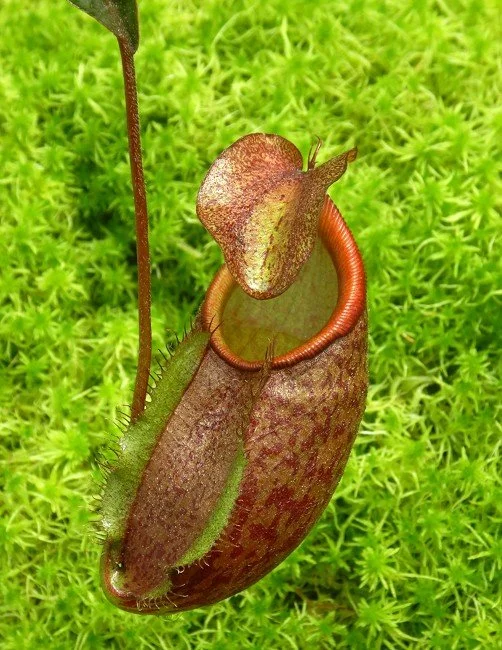 BE-4059c one of the clones.JPG