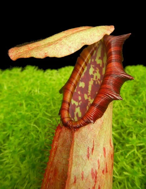 BE-3357b juvenile pitcher of actual clone.JPG