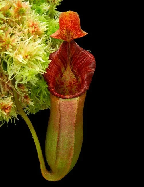 BE-4006b one of the many clones.JPG