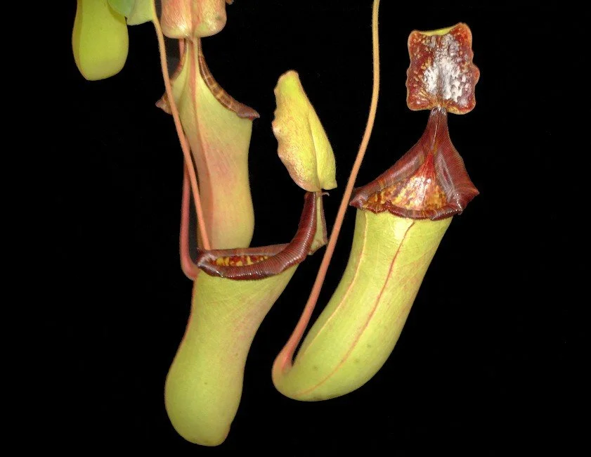 BE-4006d intermediate pitchers of one parent.JPG