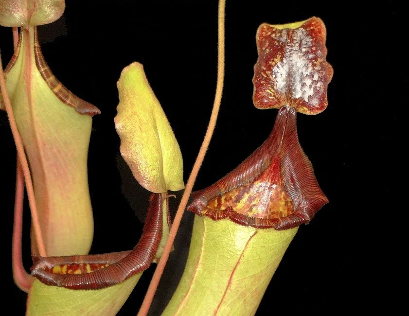 BE-4006e intermediate pitchers of one parent.JPG