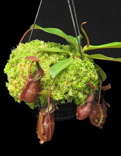 BE-4099d one of the many different clones.JPG