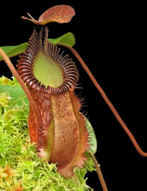 BE-4099a one of the many different clones.JPG