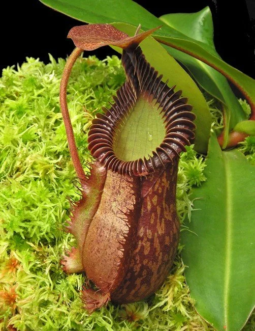 BE-4099b one of the many different clones.JPG