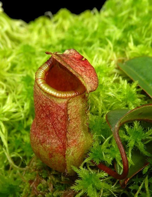 BE-4579a very juvenile pitcher of one of the many clones.JPG