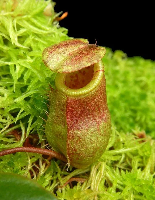 BE-4579b very juvenile pitcher of one of the many clones.JPG