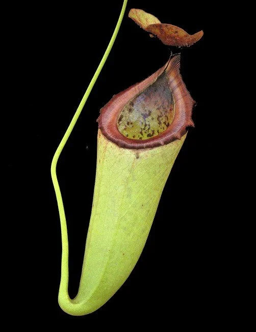 BE-3473a one clone.JPG