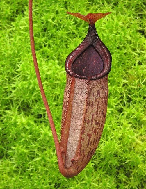 BE-4510b juvenile pitcher of one of the clones.JPG