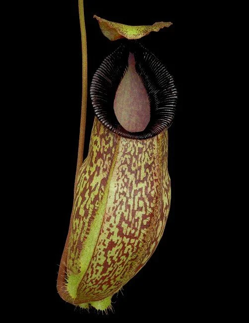 BE-4574b juvenile pitcher of one clone.JPG