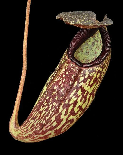 BE-4583c juvenile pitcher of one clone.JPG