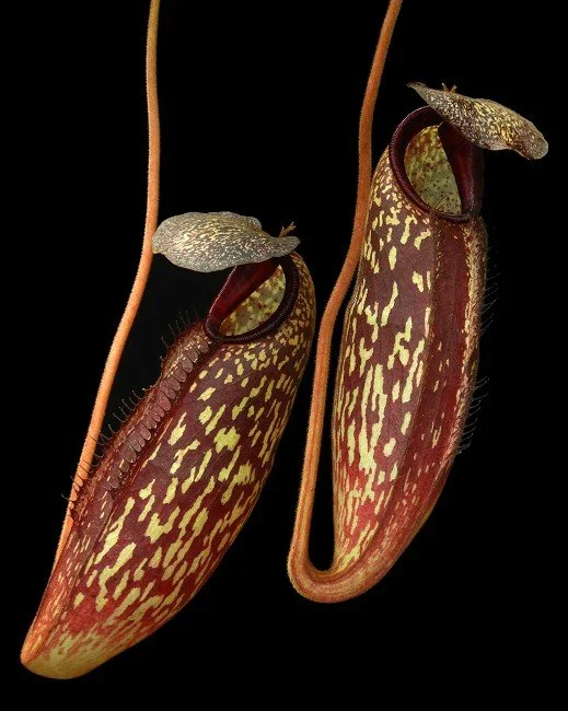 BE-4583a juvenile pitcher of one clone.JPG